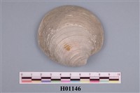 藏品(鏡文蛤)的圖片